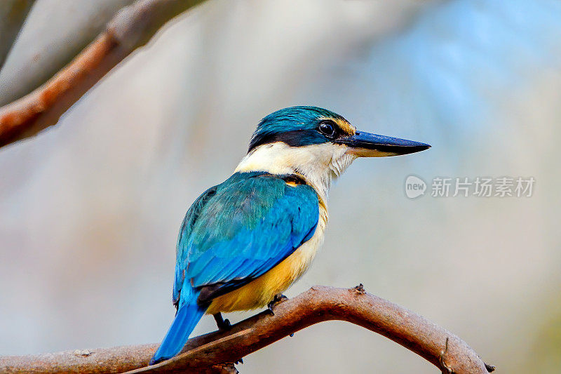 神圣的翠鸟(Todiramphus sanctus)